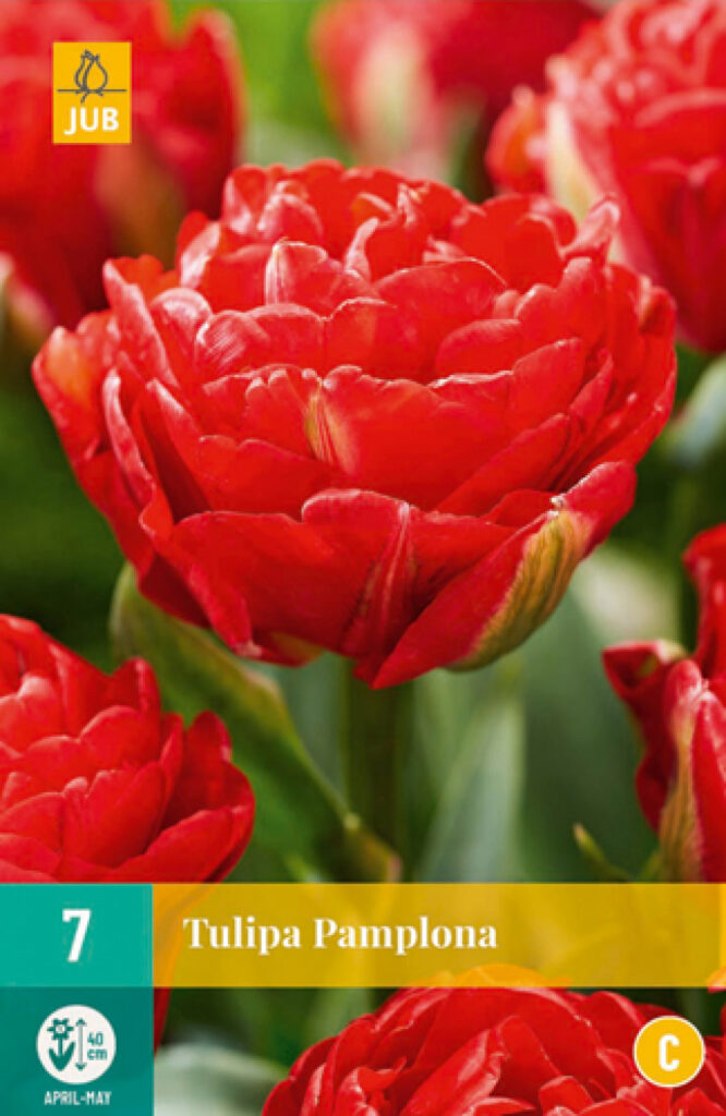 Tulp Pamplona 7tk C