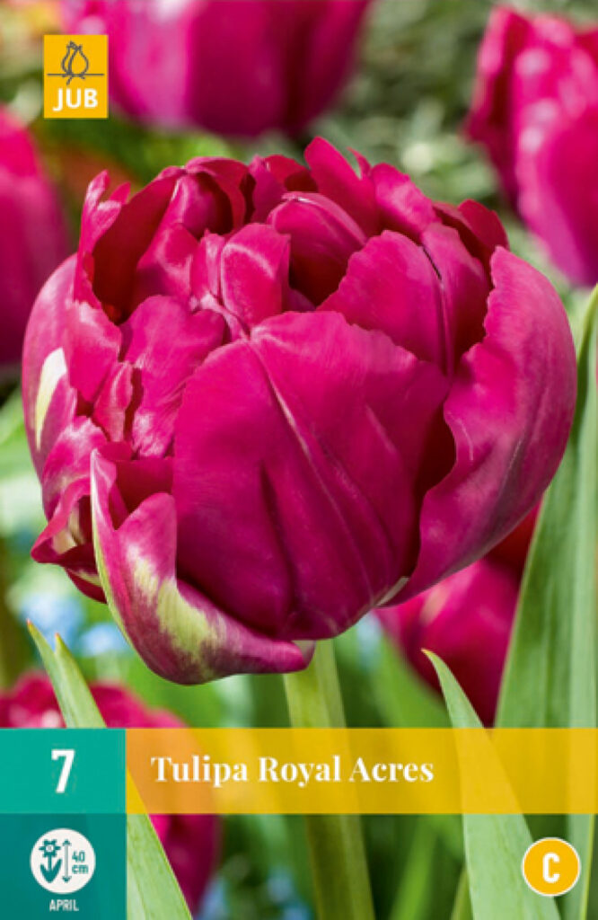 Tulp Royal Acres 7tk C