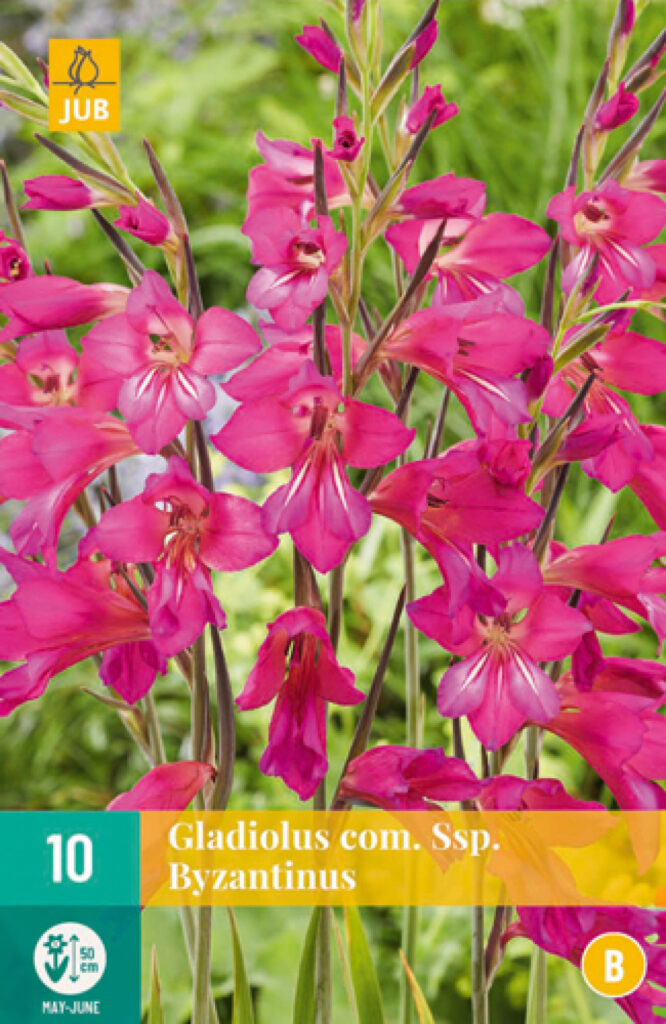Gladiool com. ssp. Byzantinus 10tk B