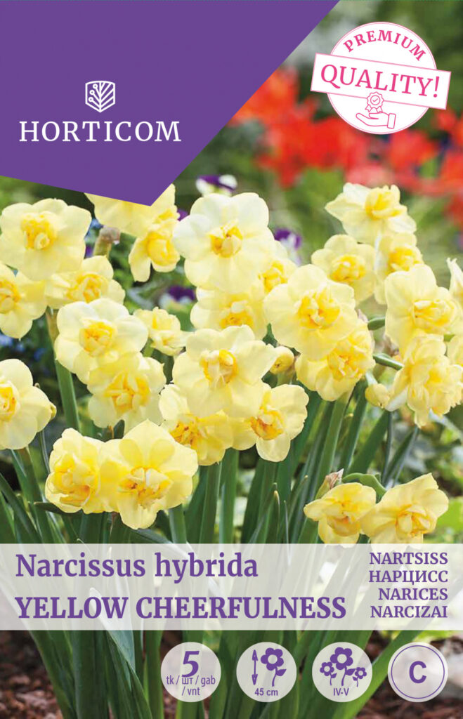 Nartsiss Yellow Cheerfullness 5tk C