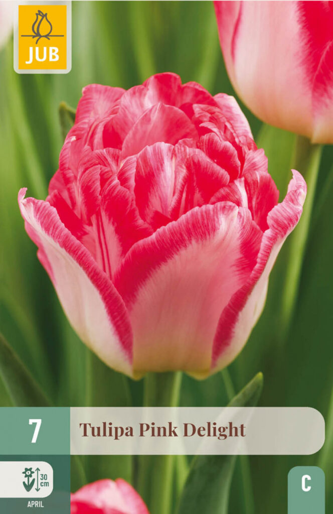 Tulp Pink Delight 7tk C