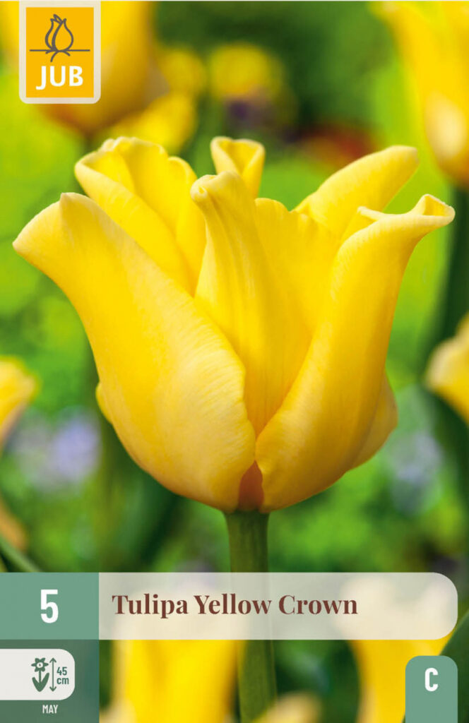 Tulp Yellow Crown 5tk C