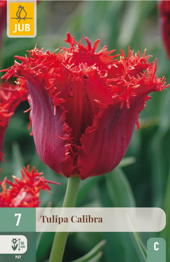Tulp Calibra 7tk C