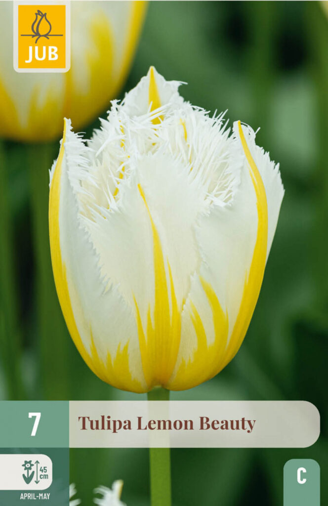 Tulp Lemon Beauty 7tk C