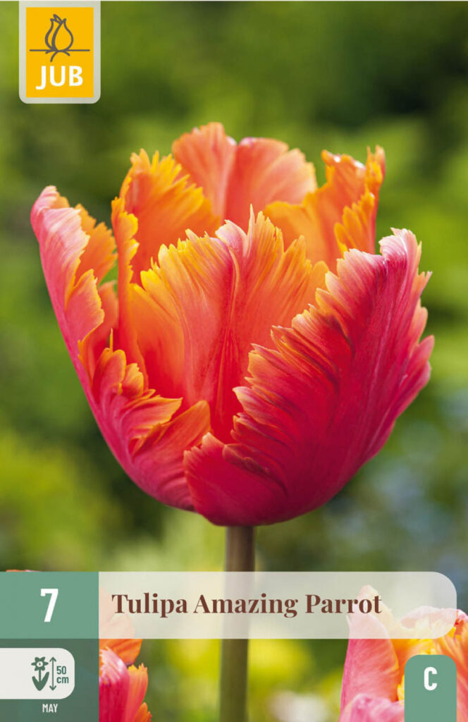 Tulp Amazing Parrot 7tk C