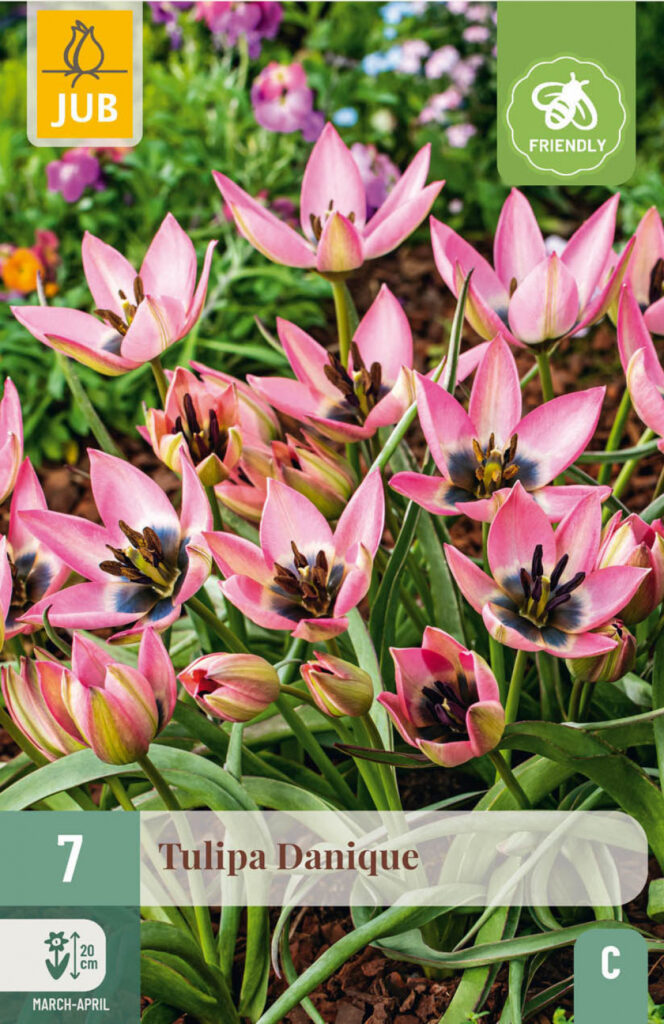 Tulp Danique 7tk C