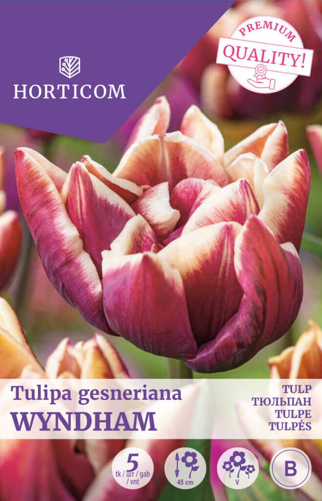 Tulp Wyndham 5tk B