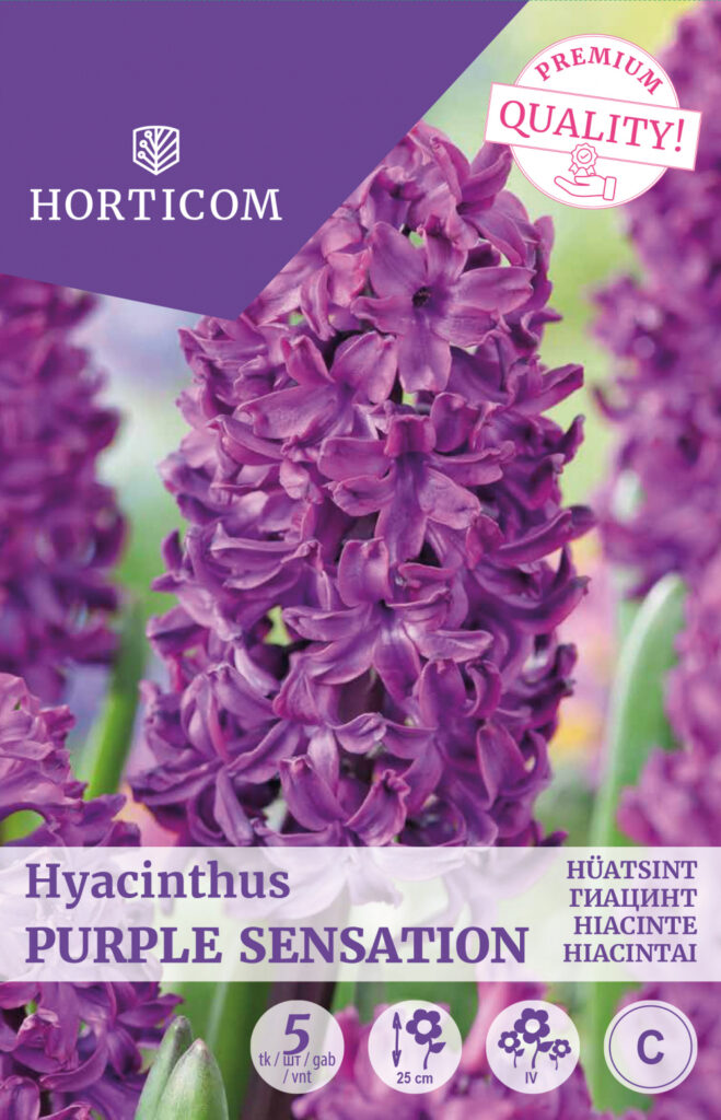 Hüatsint Purple Sensation 5tk C