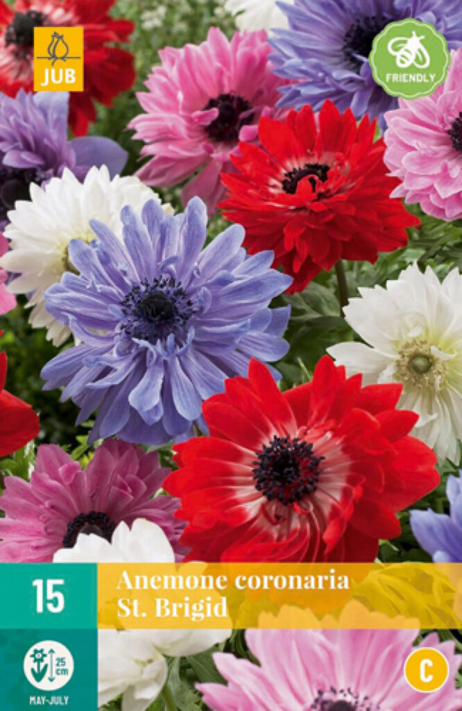 Kroonjas ülane Anemone coronaria St Brigid Mix 5/6 15tk C