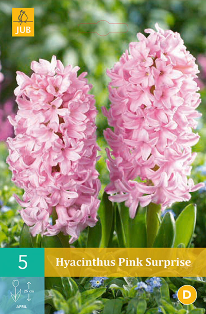Hüatsint Pink Surprise 5tk C