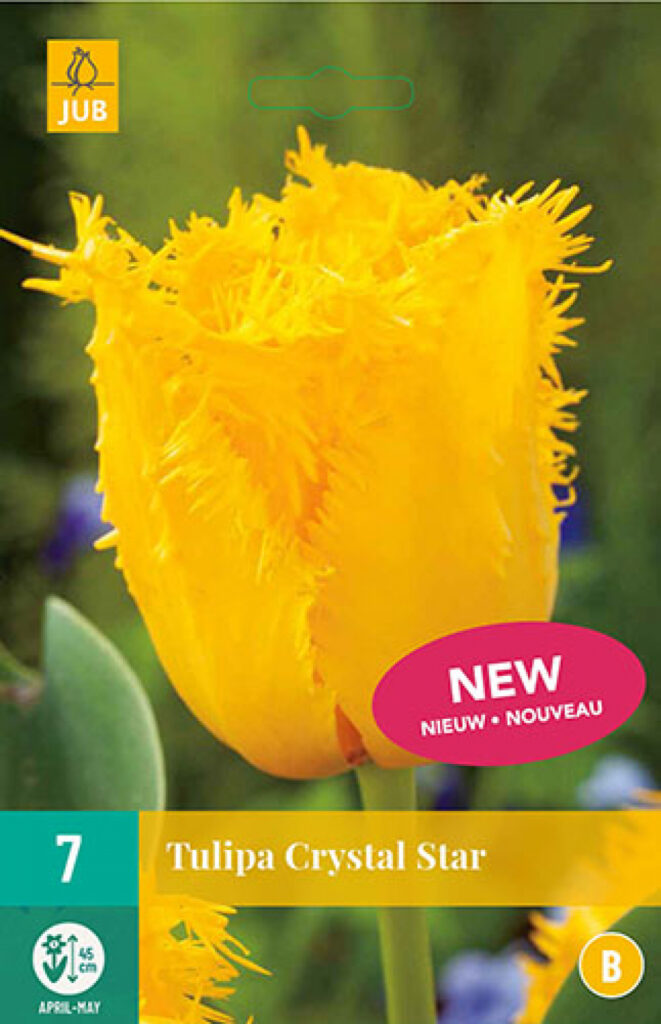 Tulp Crystal Star 7tk B