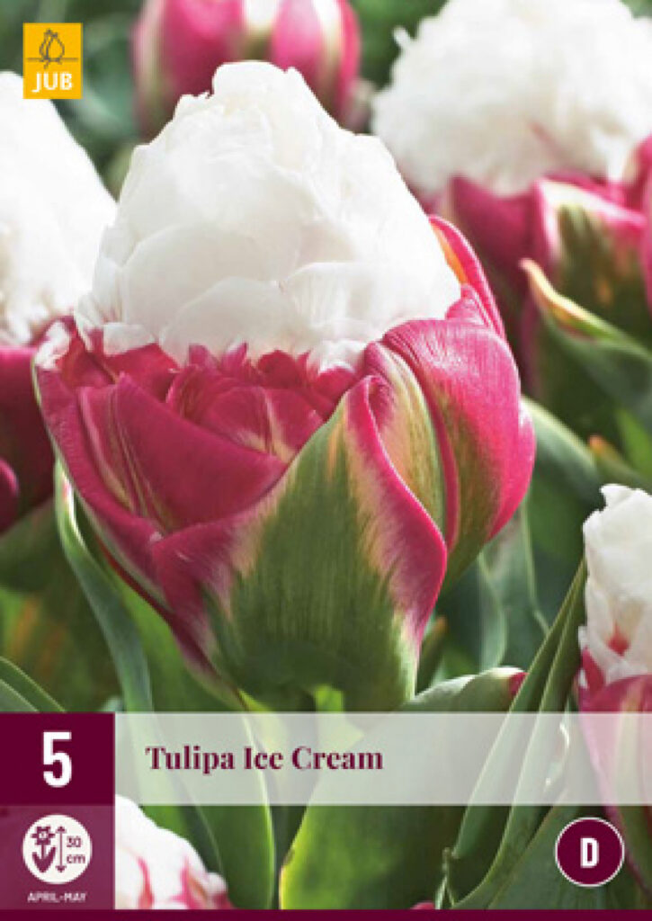 Tulp Ice Cream 5tk