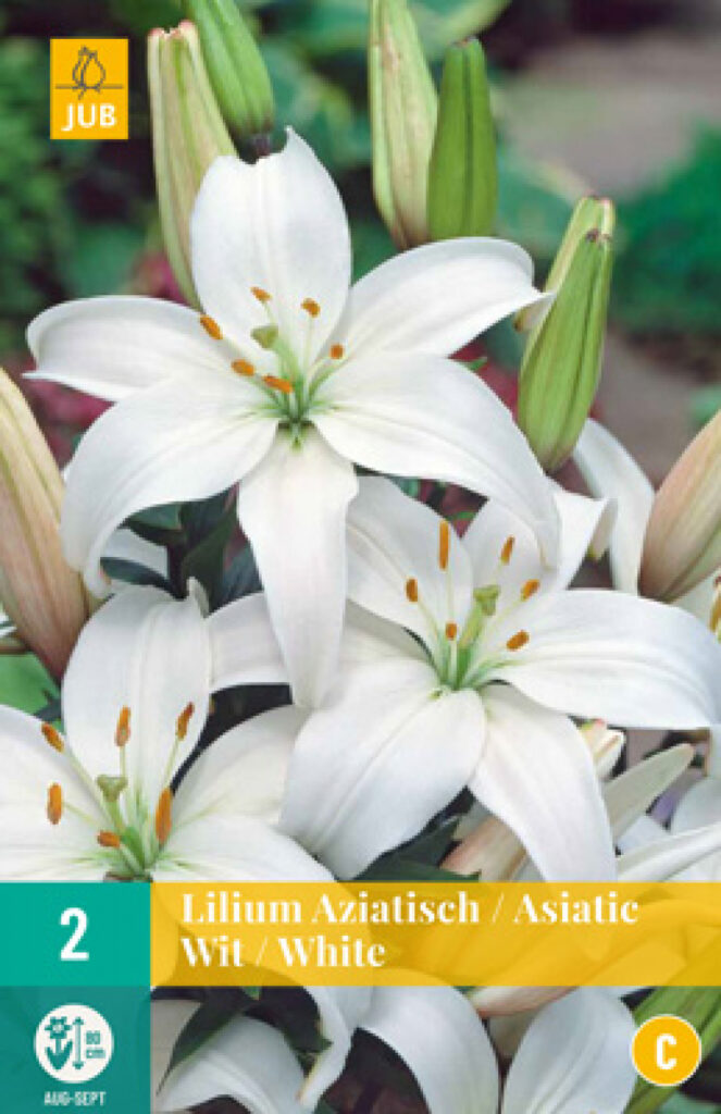 Liilia Asiatic White 2tk C