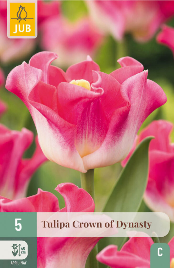 Tulp Crown of Dynasty 5tk C