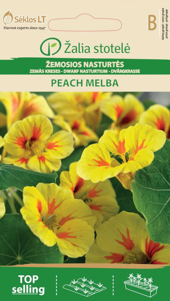 Madal mungalill Nasturtium Dwarf Peach Melba - Tropaeolum minus L.