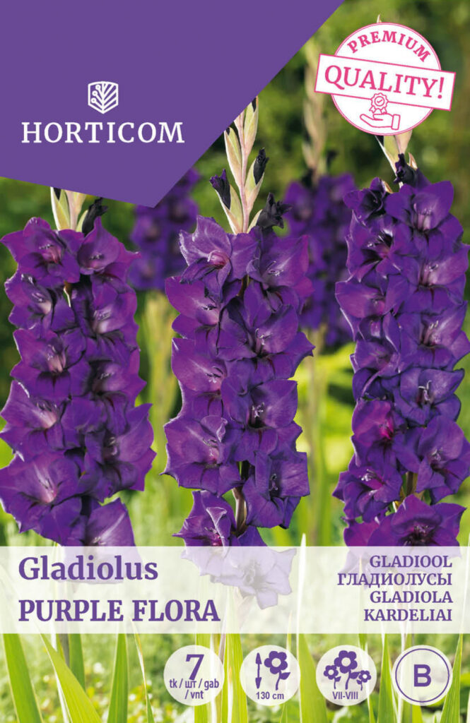 Gladiool (suureõieline) Purple Flora 7tk B