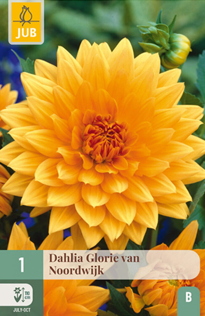 Daalia (dekoratiiv) Glory Van Noordwijk B