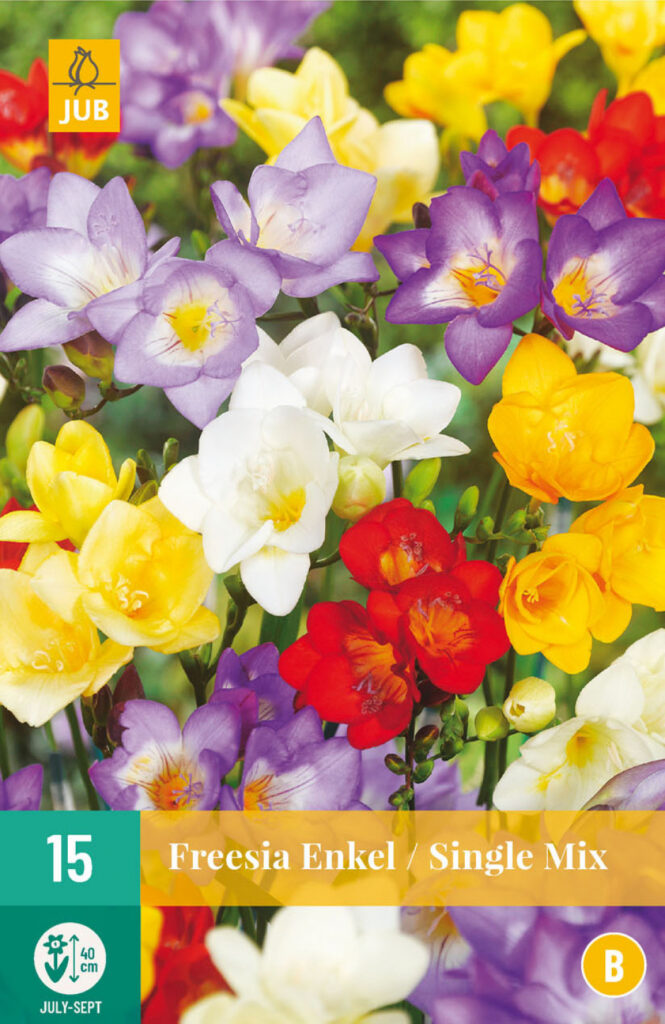Freesia Single Mix 5/+ 15tk A