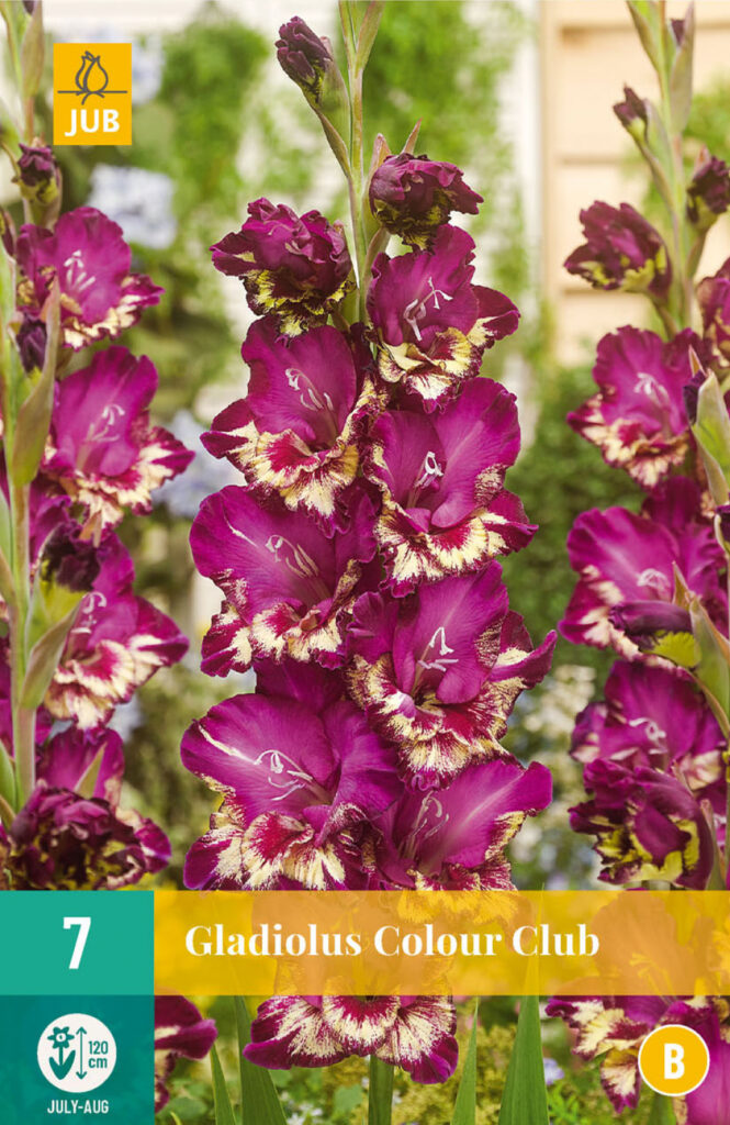 Gladiool (suureõieline) Fairytale Pink 12/14 7tk B