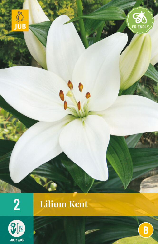 Liilia (asiatic) Kent 14/16 2tk A