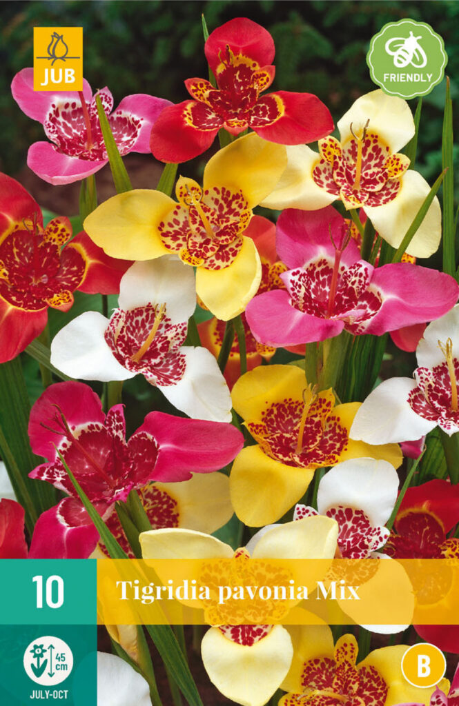 Tiigerlill Tigridia Pavonia Mix 7/9 10tk A