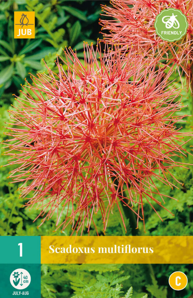 Verilill Scadoxus multiflorus 16/18 1tk B