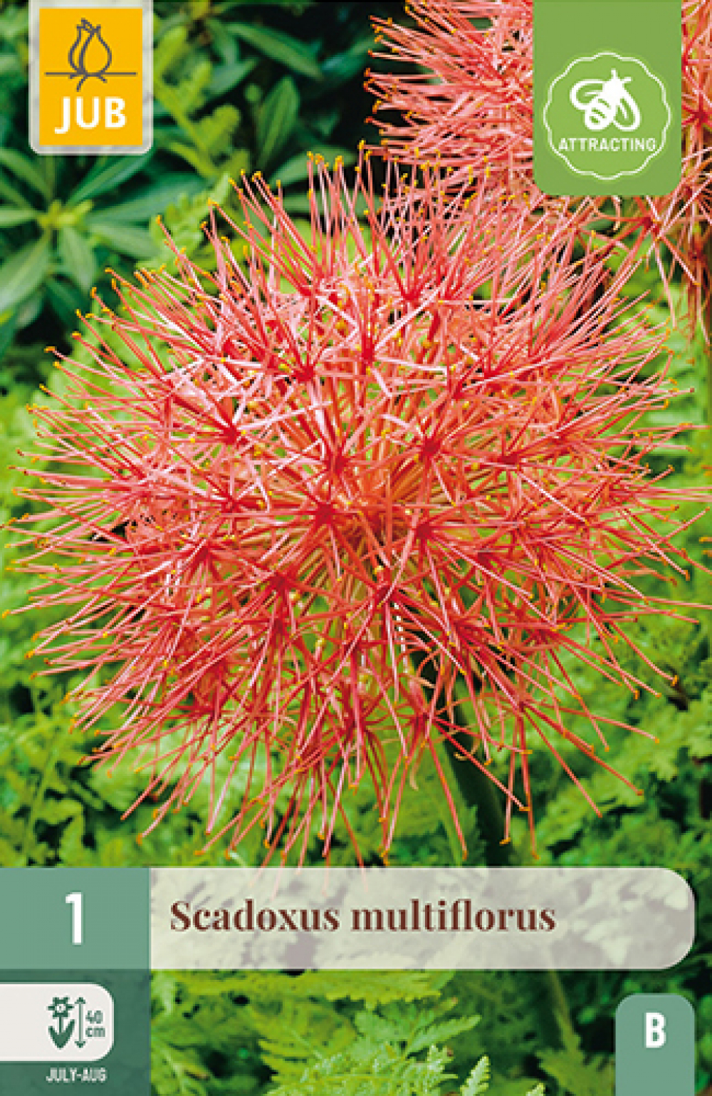 Verilill Scadoxus multiflorus 16/18 1tk B Verilill Scadoxus multiflorus 16/18 1tk B