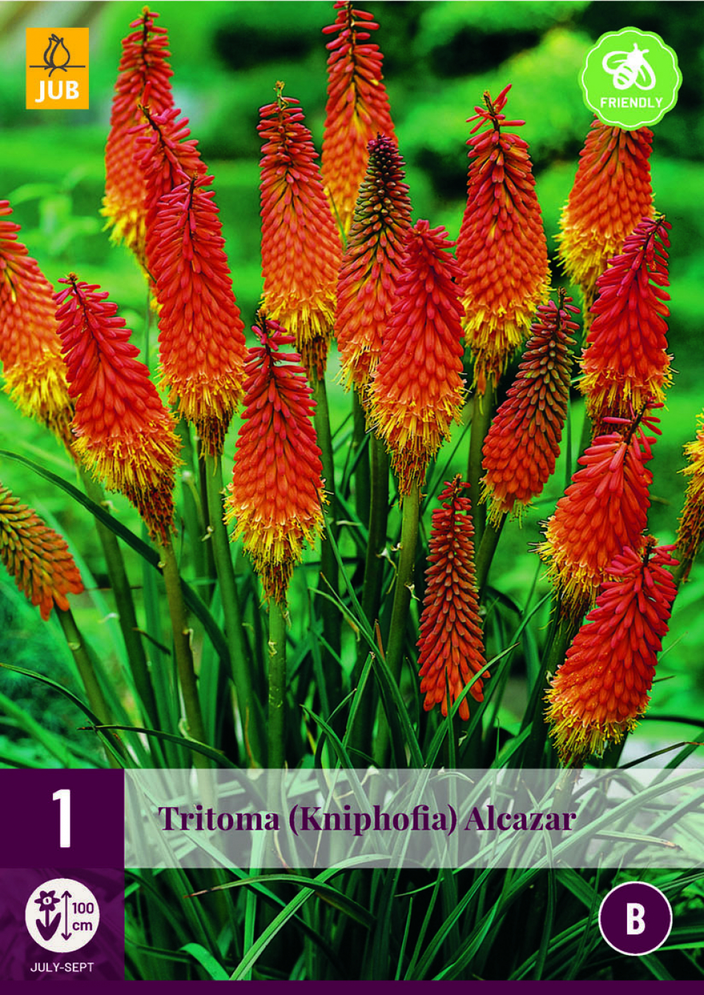 Tõrvikliilia Tritoma Kniphofia Alcazar 1tk B