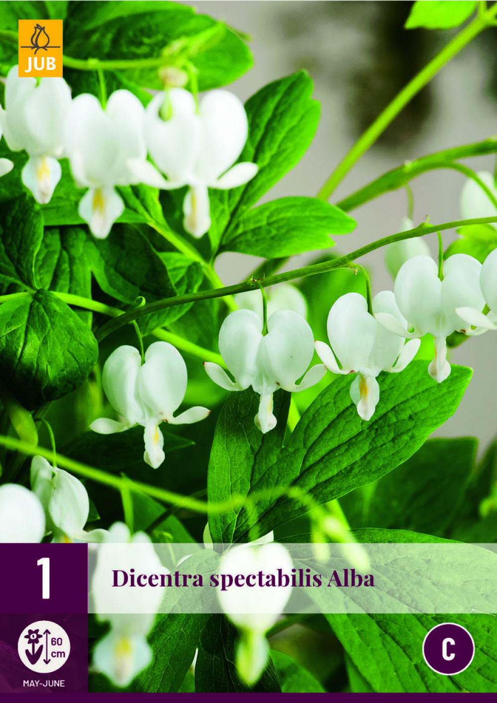 Murtudsüda Dicentra Spectabilis Alba 2/3 1tk C
