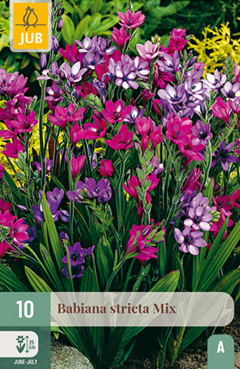 Paavianilill Babiana Stricta Mix 5/+ 10tk A