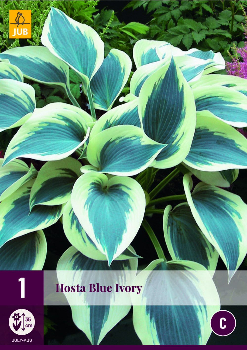 Hosta Blue Ivory 1tk C