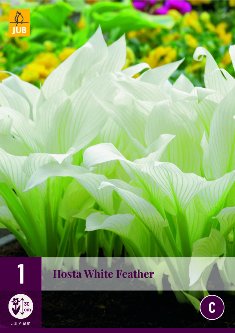Hosta White Feather 1tk C