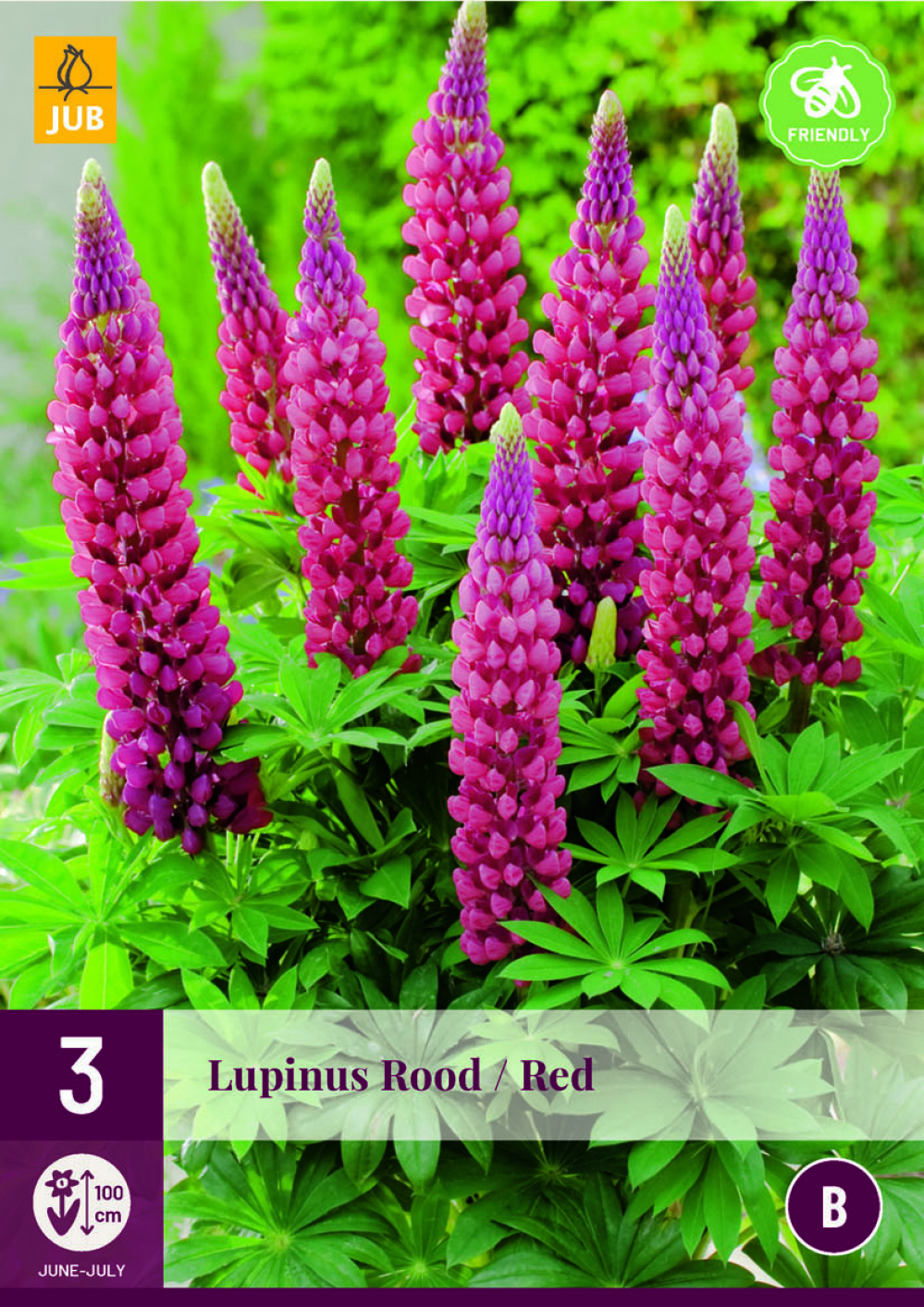 Lupiin Lupinus Red 3tk B