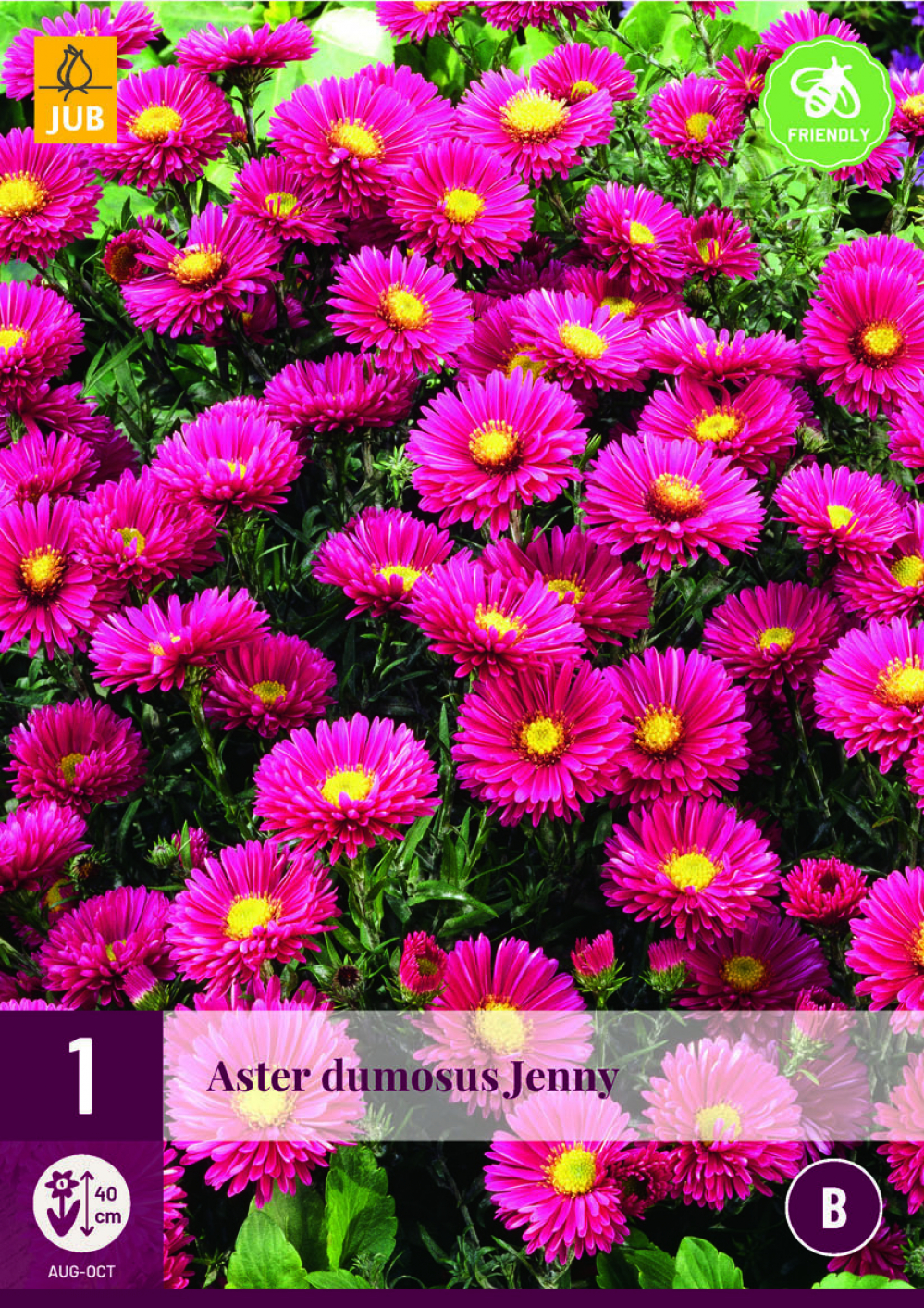Madal Aster Dumosus Jenny 1tk B