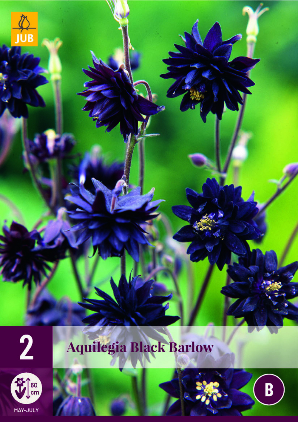 Kurekell Aquilegia Black Barlow 2tk B