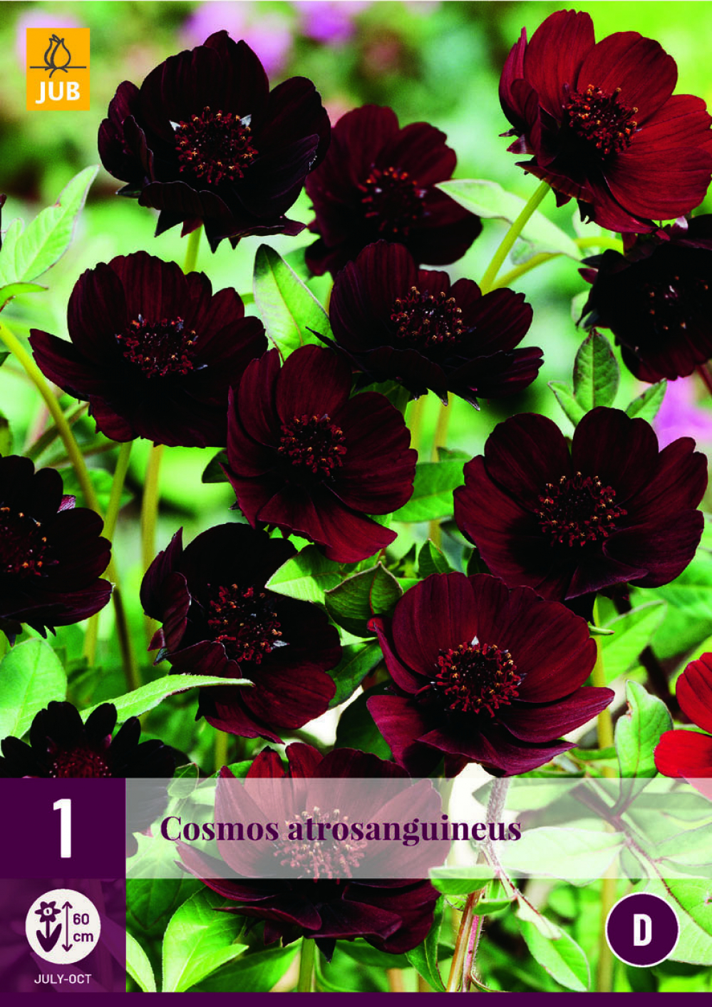 Ruske Kosmos Cosmos Atrosangiuneus 1tk C