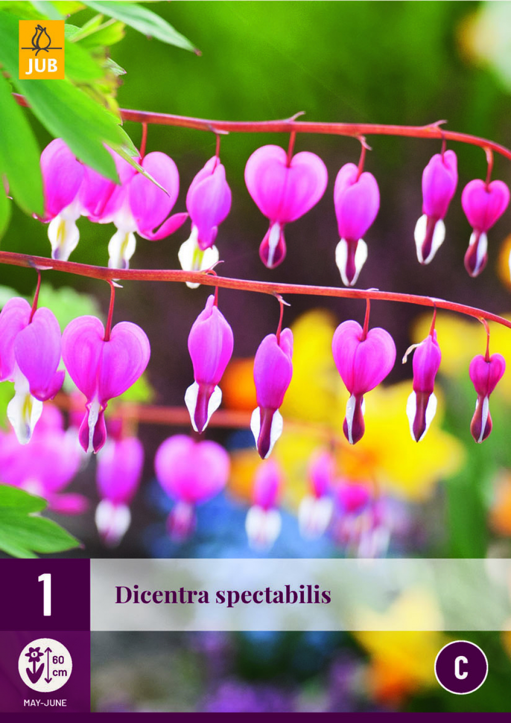 Murtudsüda Dicentra Spectabilis 2/3 1tk C