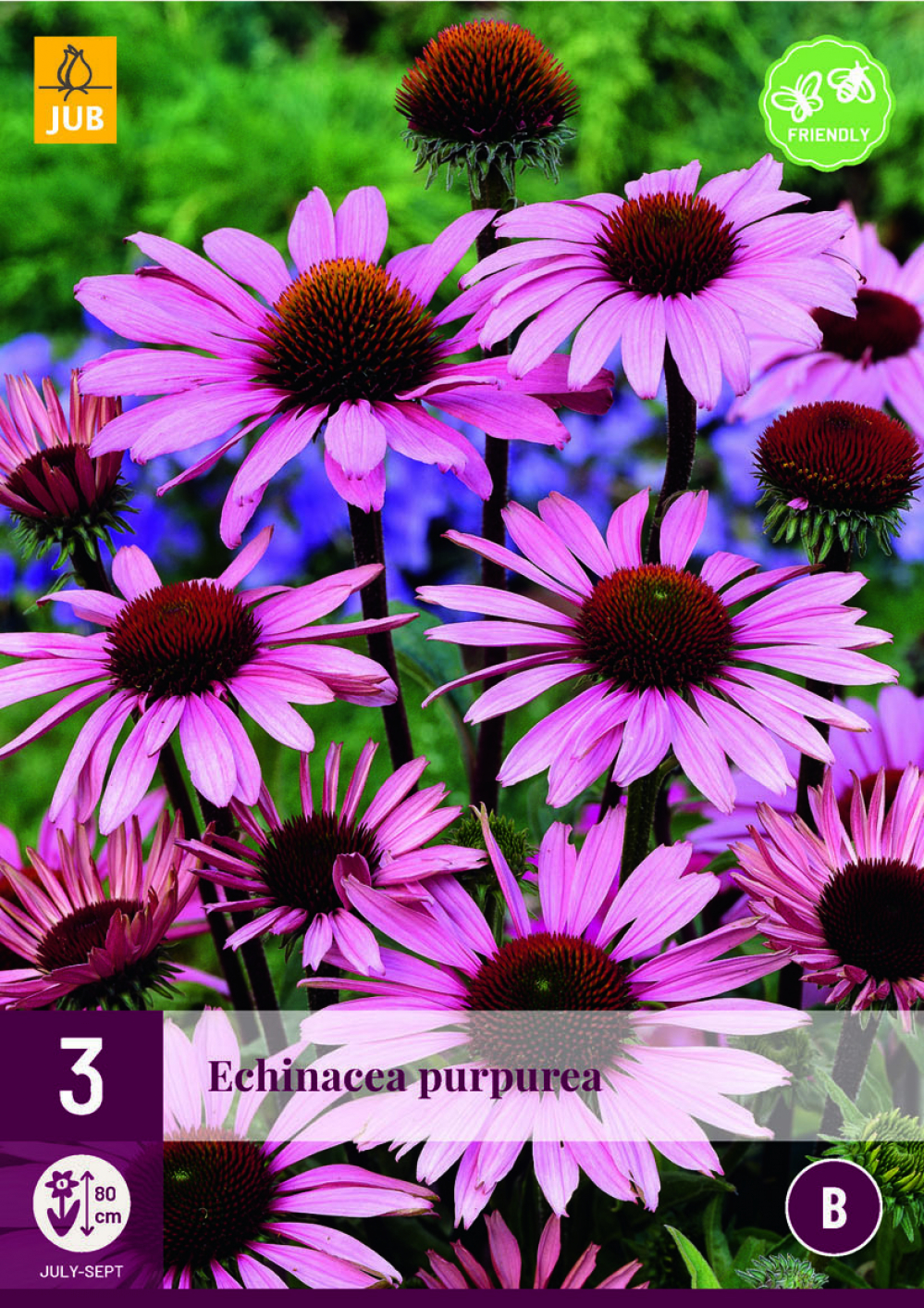 Punane Siilkübar Echinacea Purpurea 3tk B