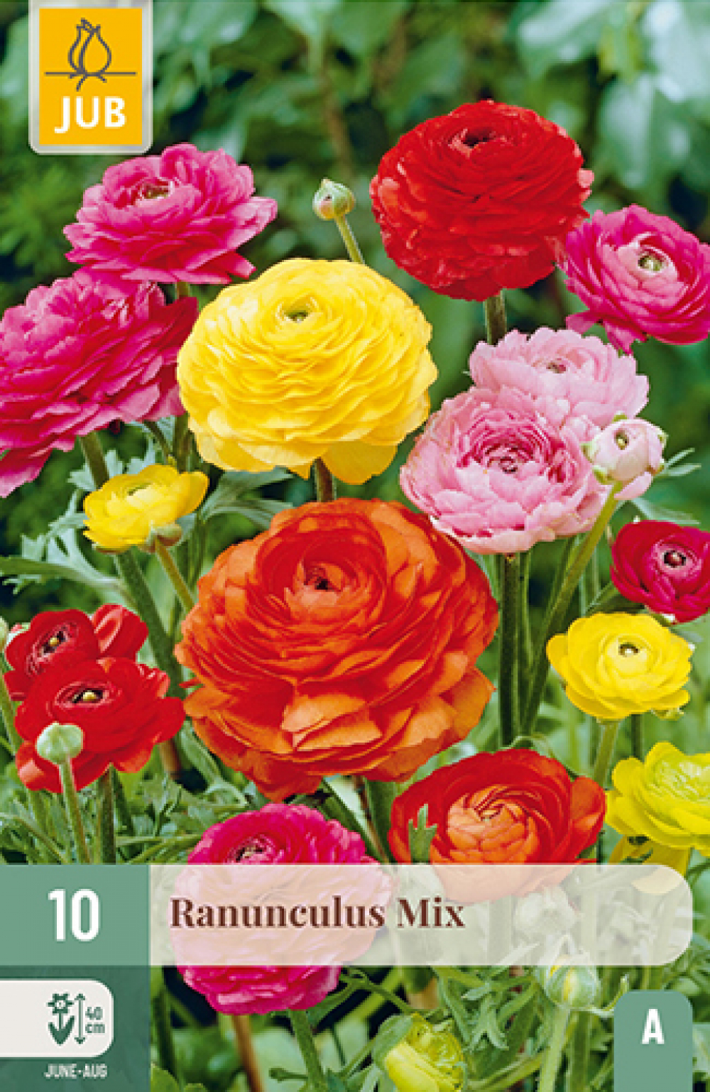Aasia tulikas Ranunculus Mix 6/7 10tk A