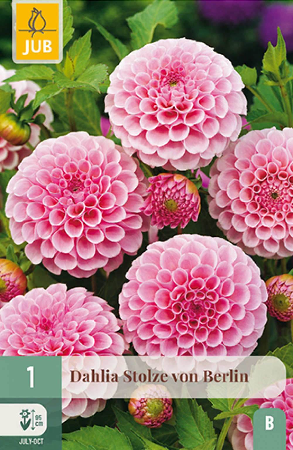 Daalia (pompoon) Stolze Von Berlin B