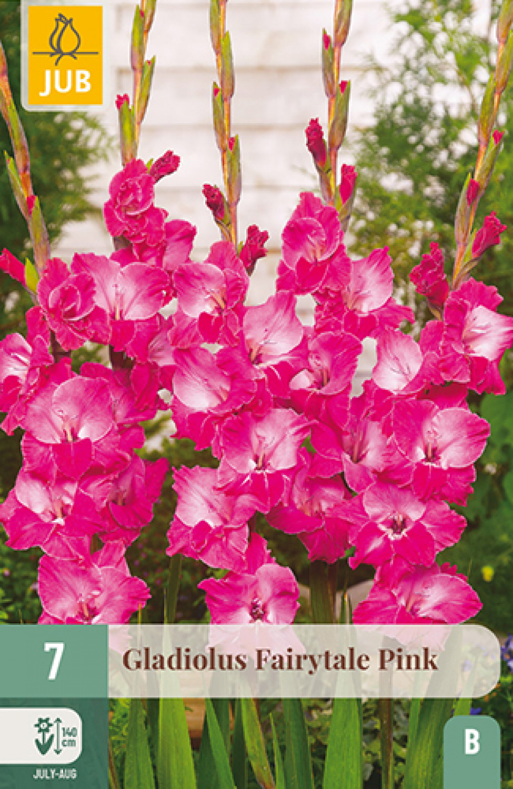Gladiool (suureõieline) Fairytale Pink 12/14 7tk B