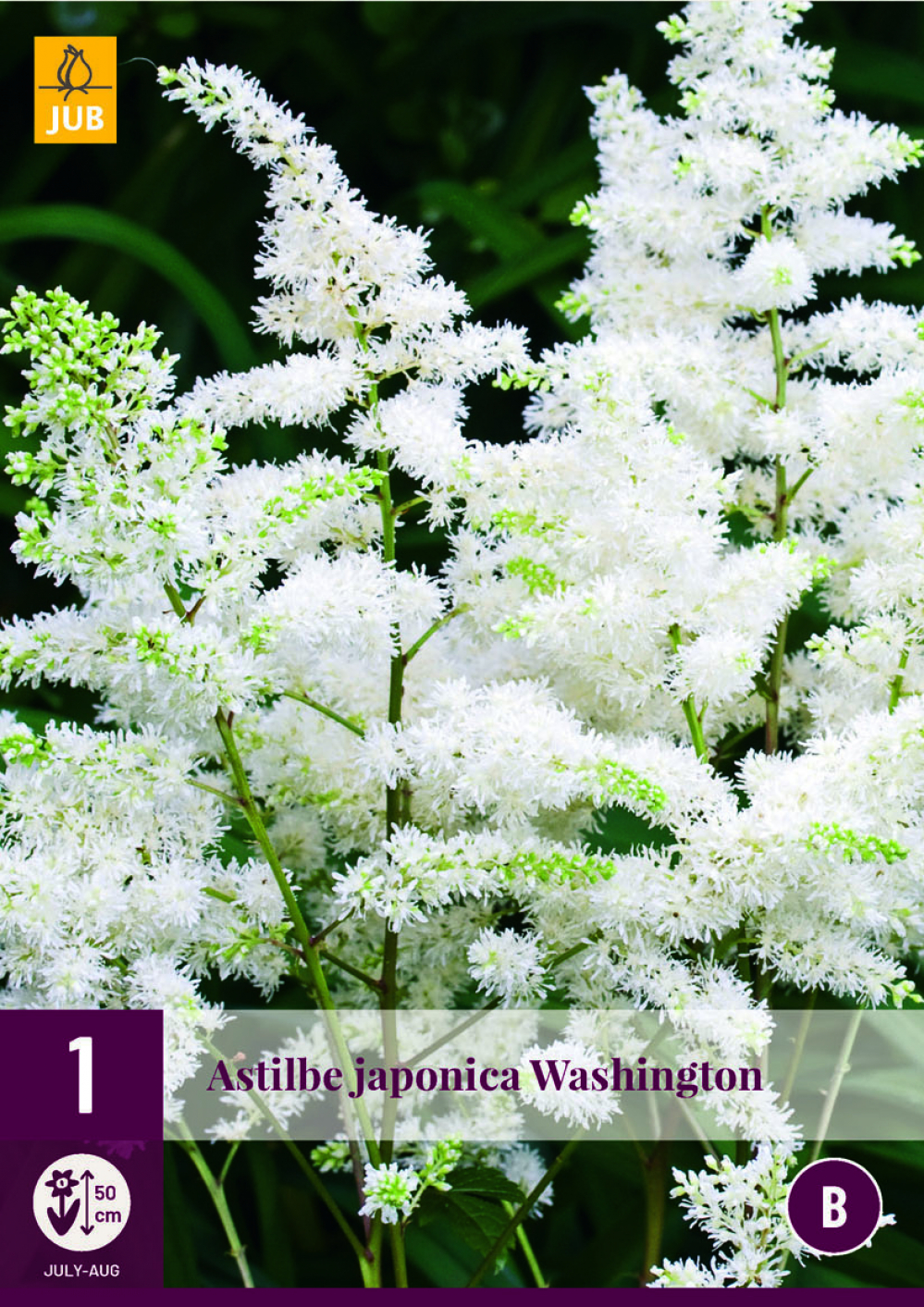 Astilbe Japonica Washington 2/3 1tk B