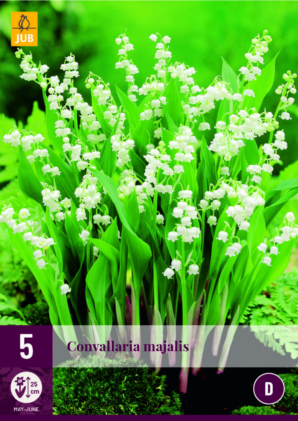 Maikelluke Convallaria Majalis 5tk C