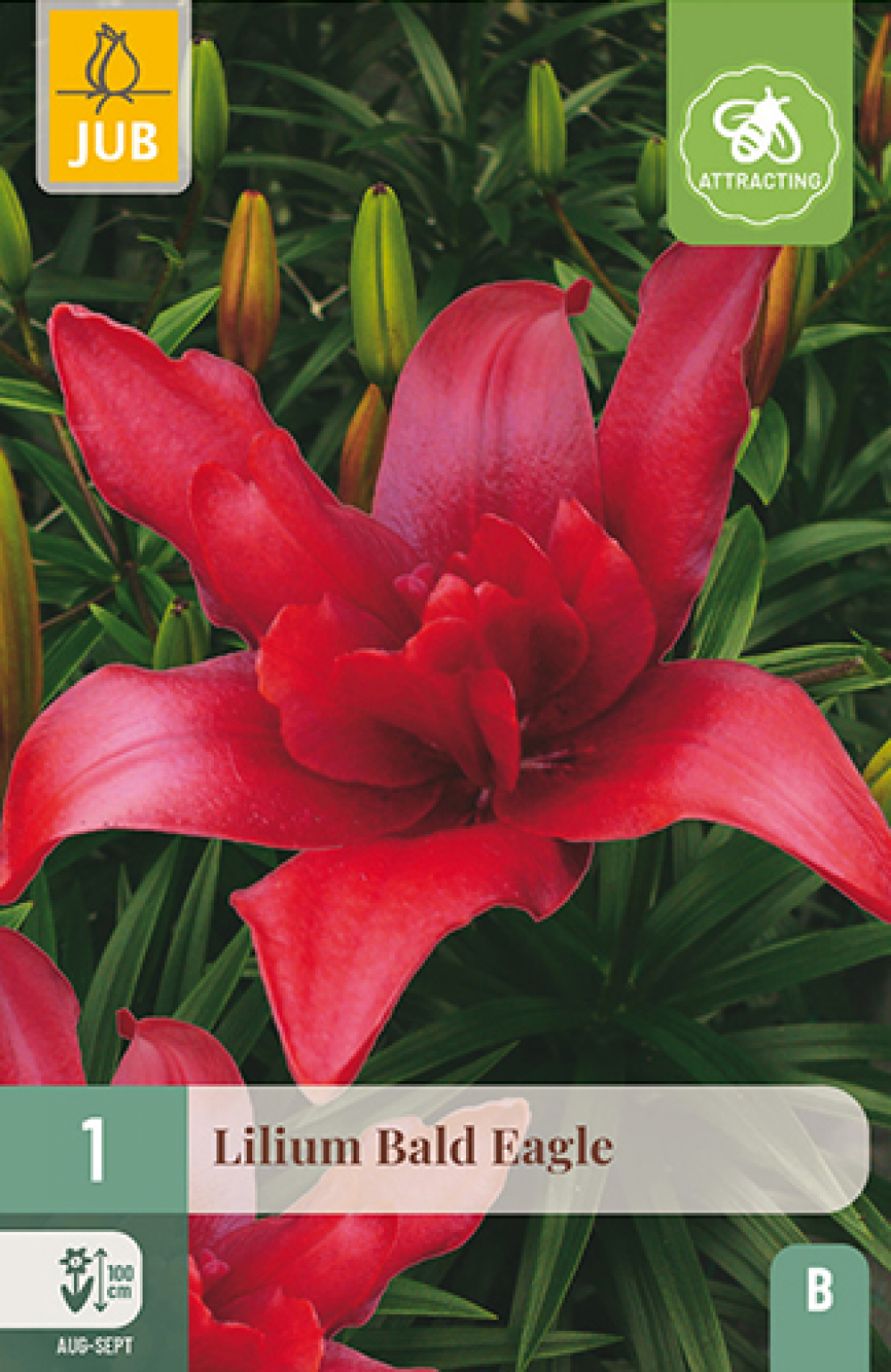 Liilia (asiatic double) Bald Eagle 16/18 B