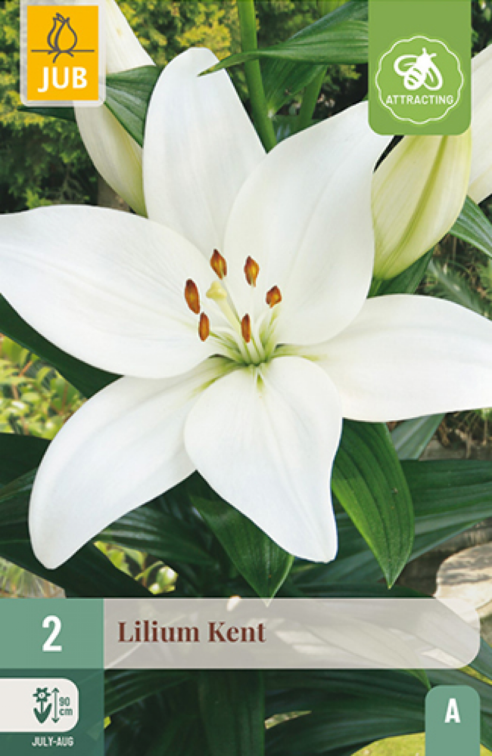 Liilia (asiatic) Kent 14/16 2tk A