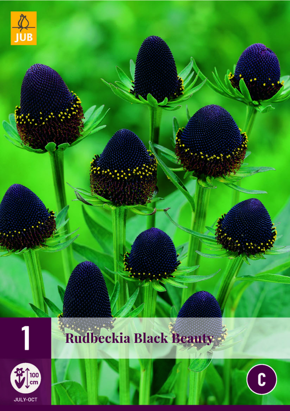 Päevakübar Rudbeckia Black Beauty 1tk C