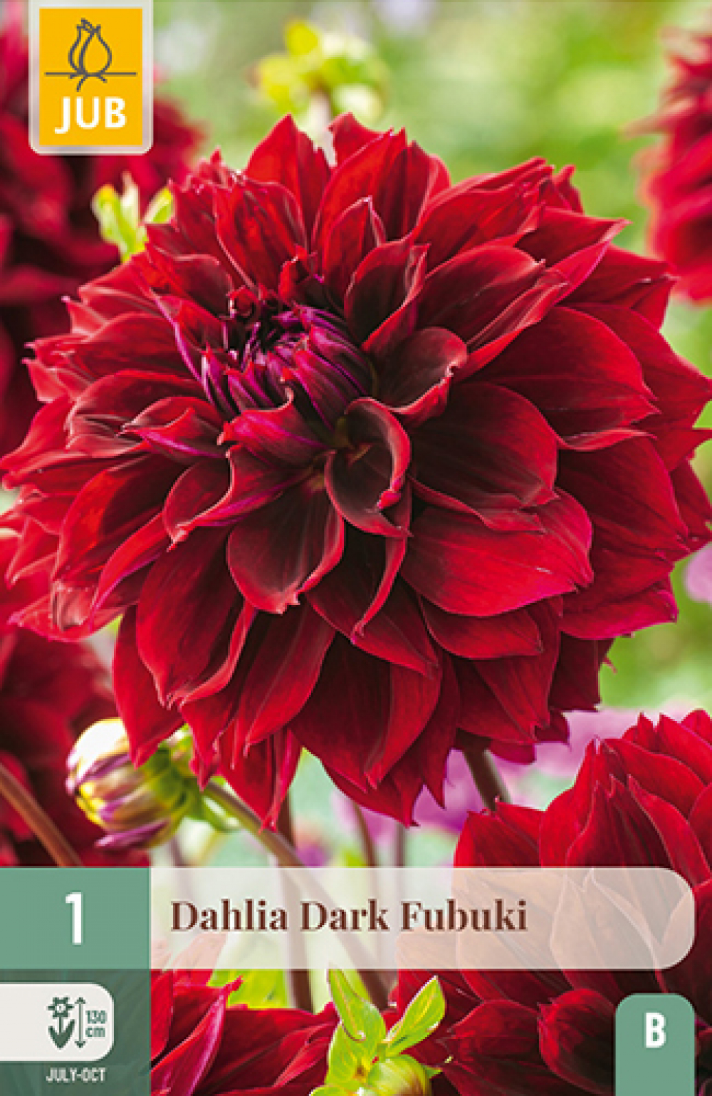 Daalia (fimbriata) Dark Fubuki B