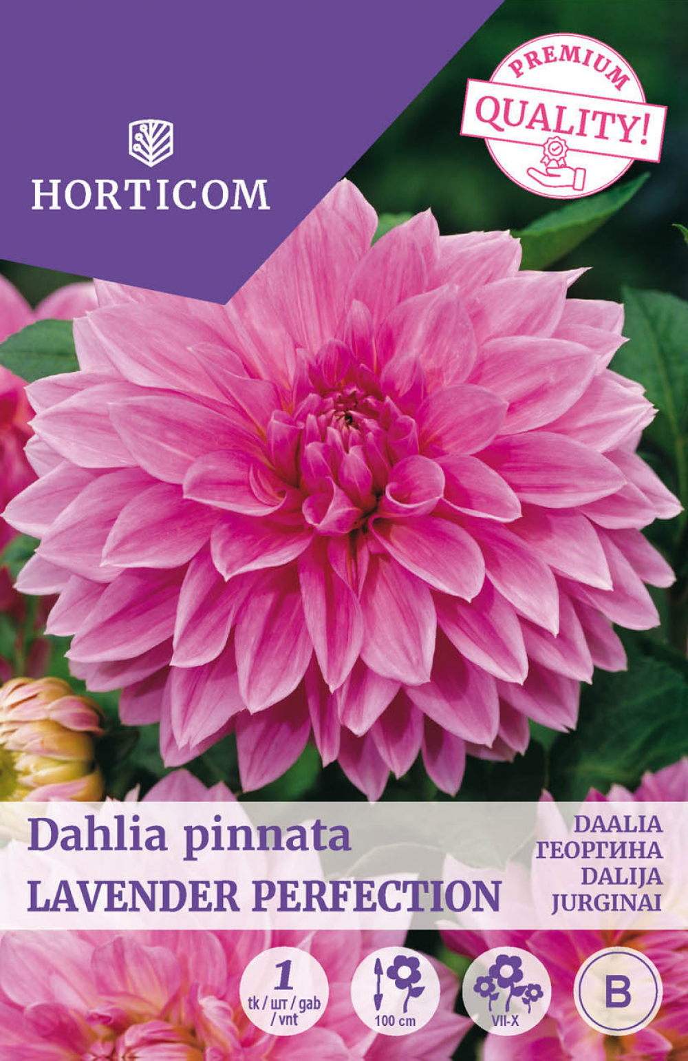 Daalia (dinnerplate) Lavender Perfection 1tk B