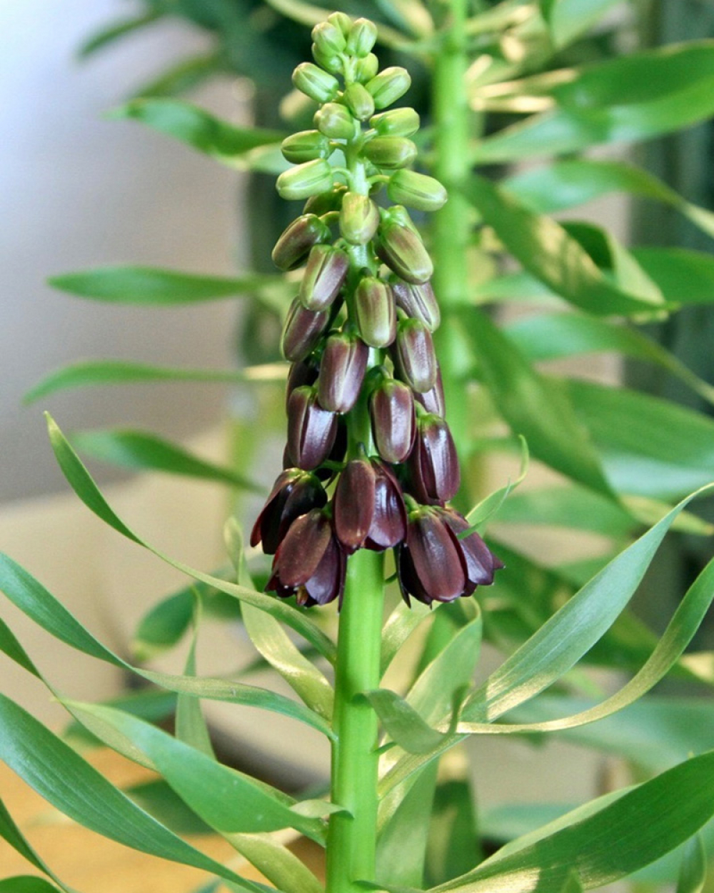 Püvilill Fritillaria persica Purple Dynamite 18/20 (suureõieline) 10tk võrkkotis