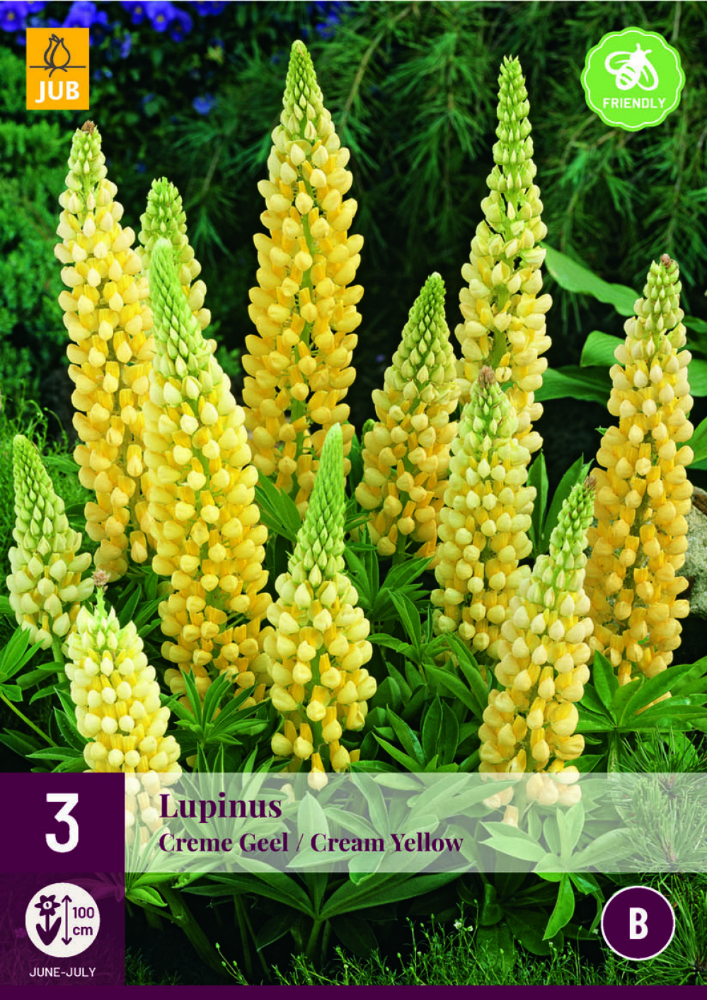 Lupiin Lupinus Cream/Yellow 3tk B